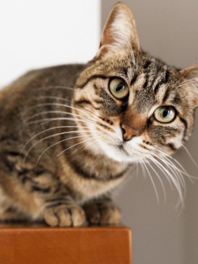 9 points that shows how to Discipline a Cat